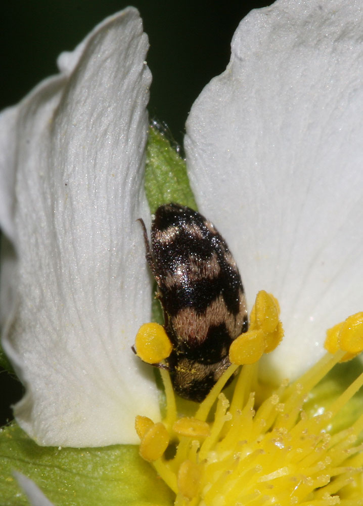 Attagène à trois bandes Attagenus trifasciatus (Fabricius, 1787)