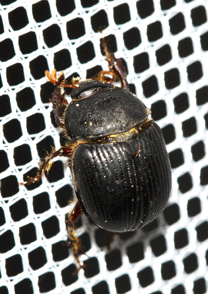 Odonteus armiger (Scopoli, 1772)