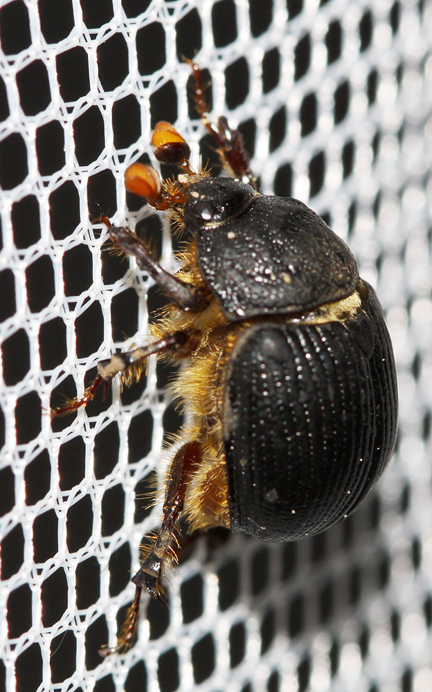 Odonteus armiger (Scopoli, 1772)