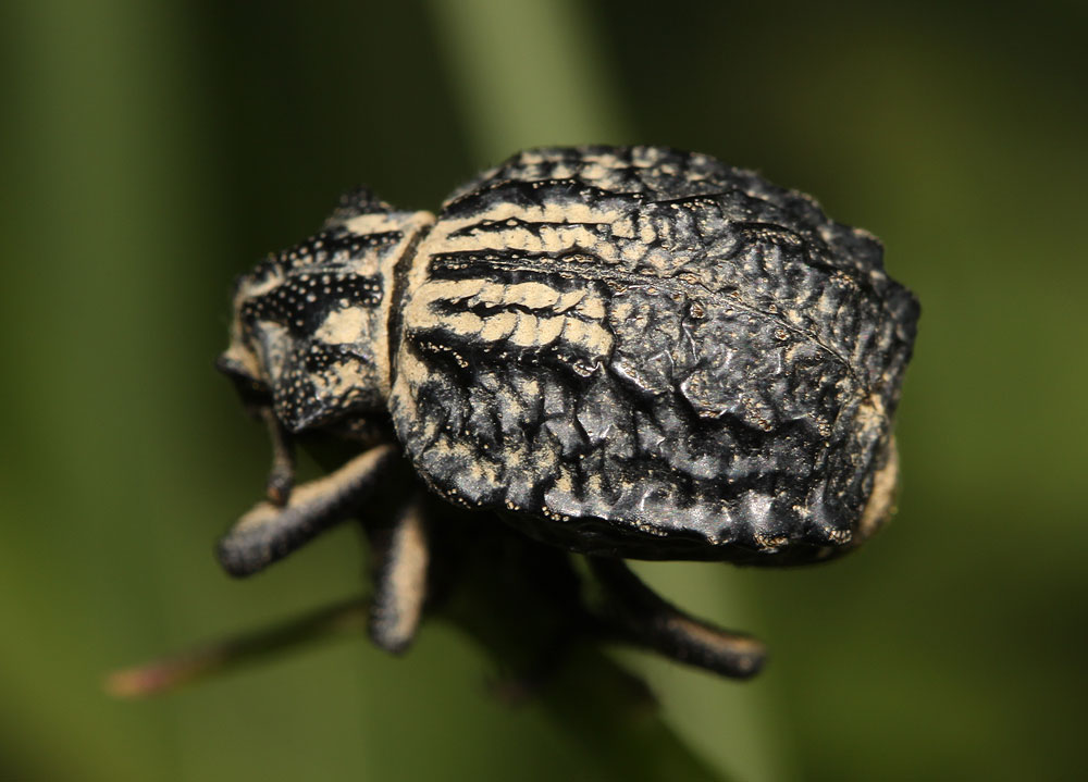  Brachycerus undatus Fabricius, 1798