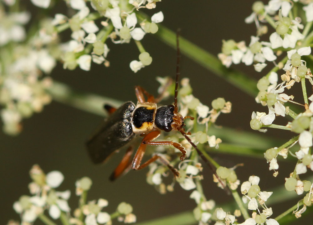 Cantharide noirâtre Cantharis nigricans (O.F. Müller, 1776)