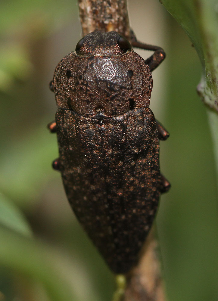 Capnode de l'Oseille Capnodis tenebricosa (Olivier, 1790)