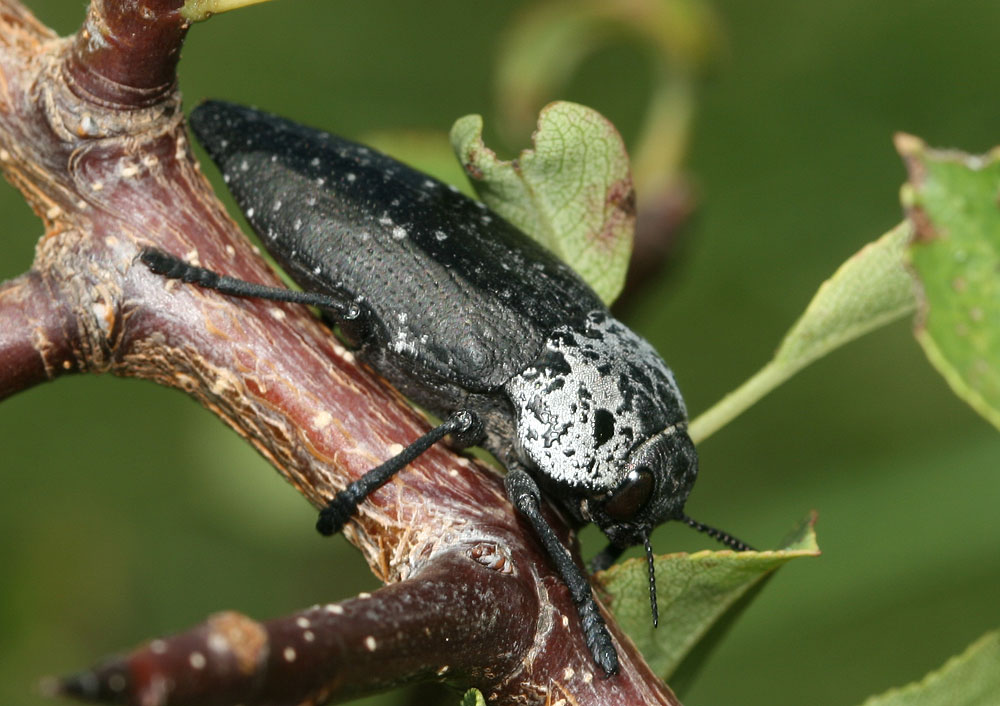 Capnode du Pêcher Capnodis tenebrionis (Linnaeus, 1760)