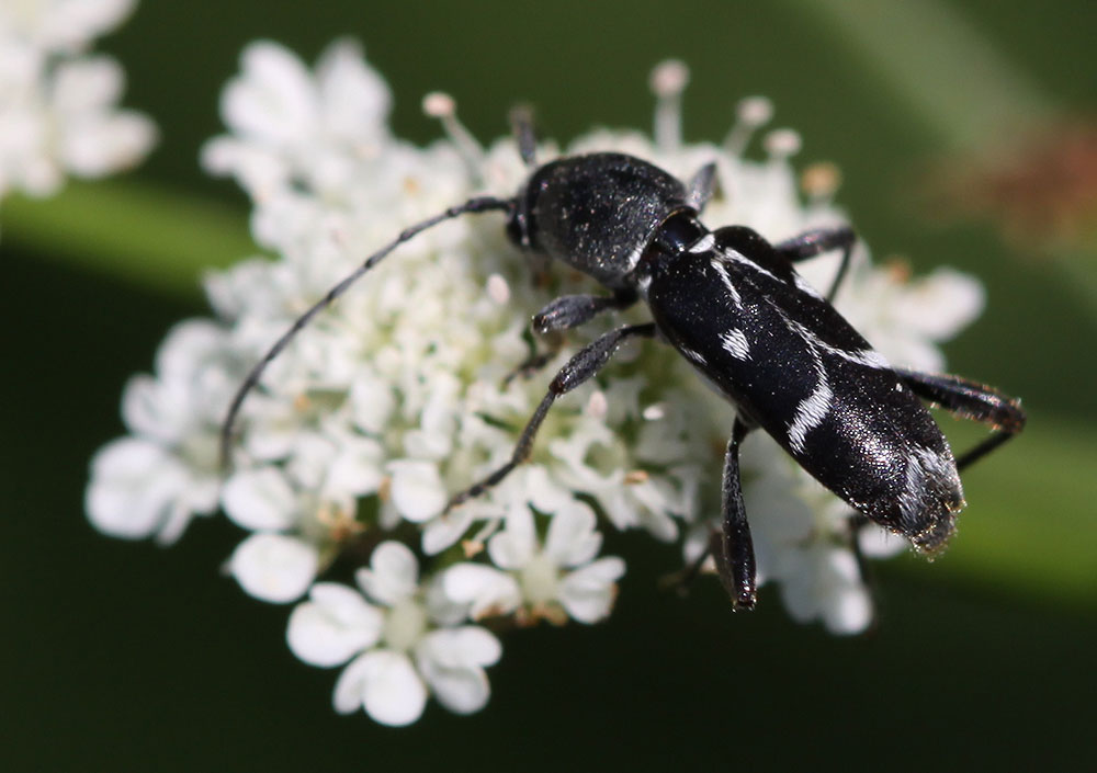 Chlorophorus sartor (Müller, 1766)