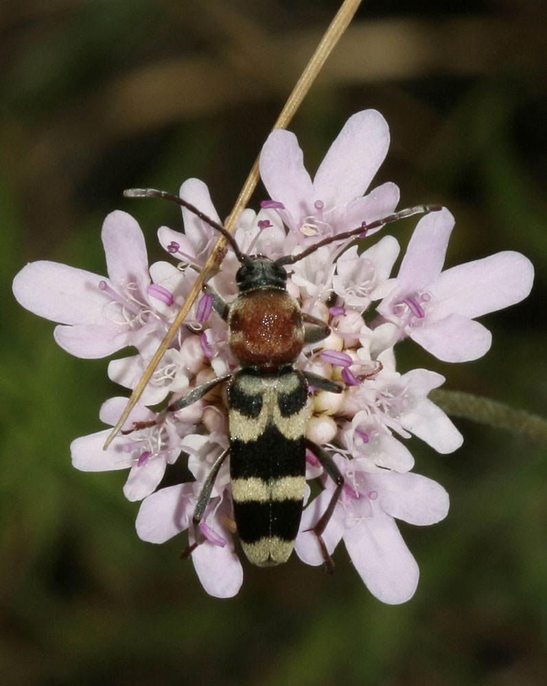 Chlorophorus trifasciatus (Fabricius, 1781)