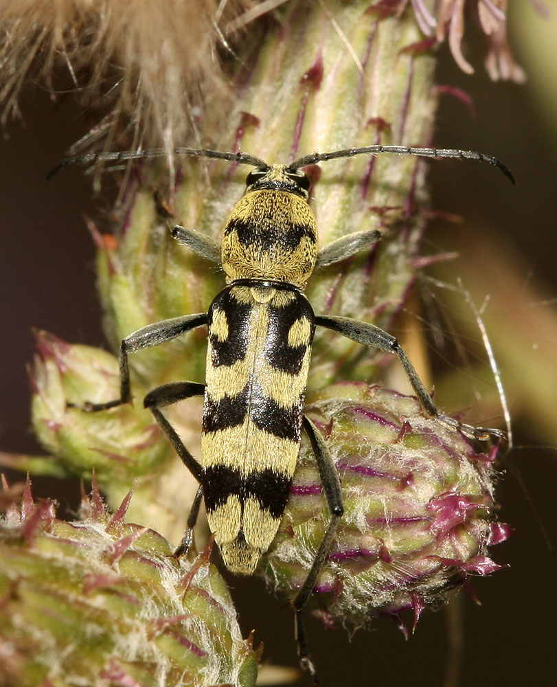 Clyte varié Chlorophorus varius (Müller, 1766)