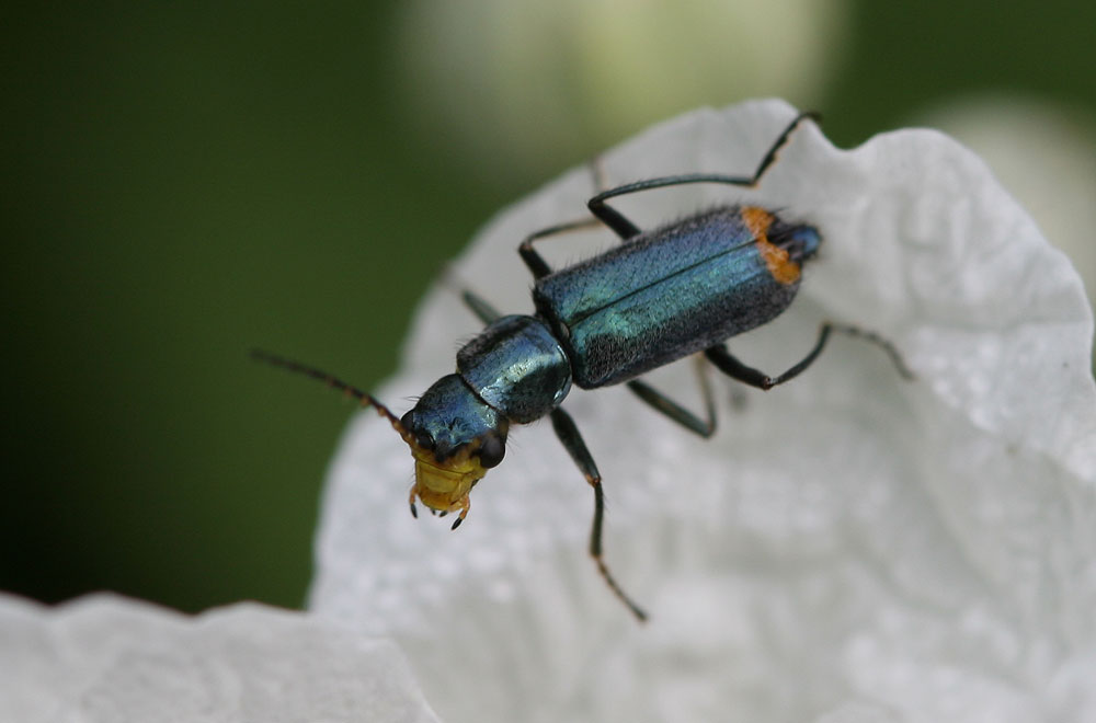  Clanoptilus geniculatus (Germar, 1824)