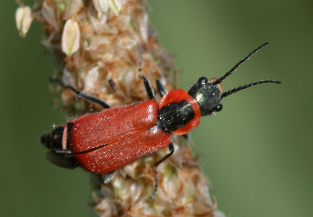 Malachie rousse Clanoptilus rufus (Olivier, 1790)