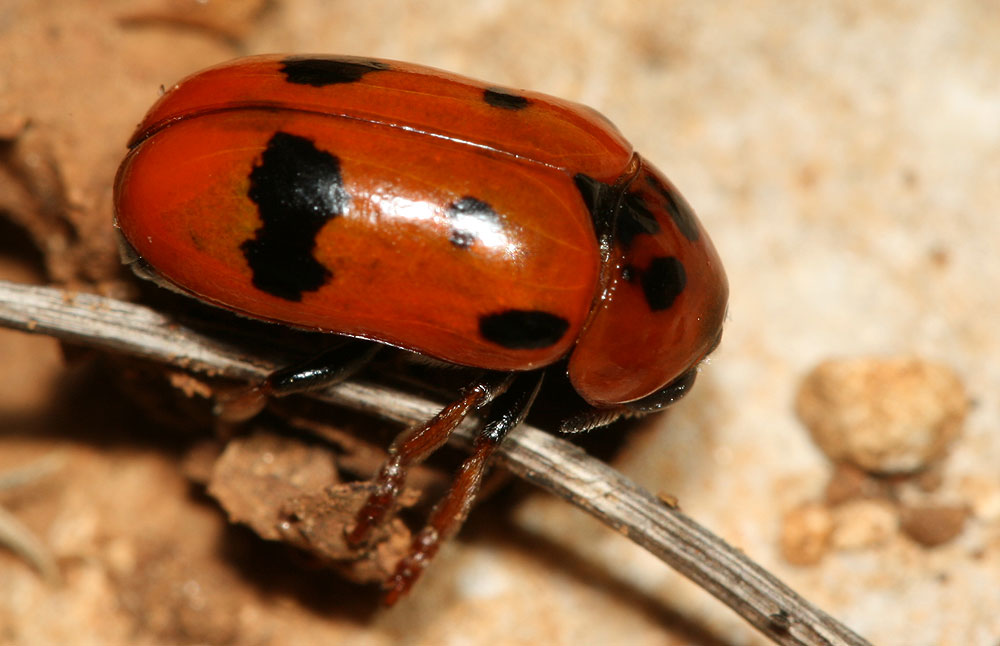 Clytra atraphaxidis (Pallas, 1773)