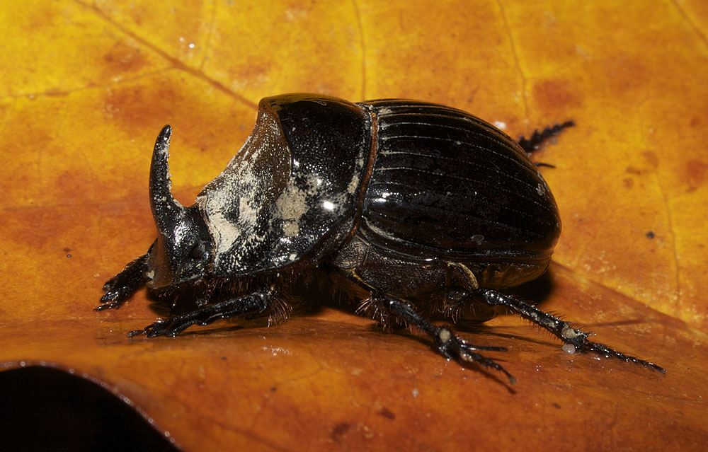 Copris hispanus (Linnaeus, 1764)