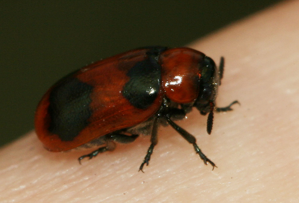 Coptocephala Chevrolat, 1836
