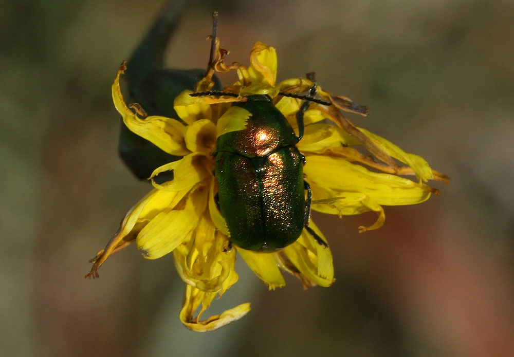 Cryptocephalus Geoffroy, 1762