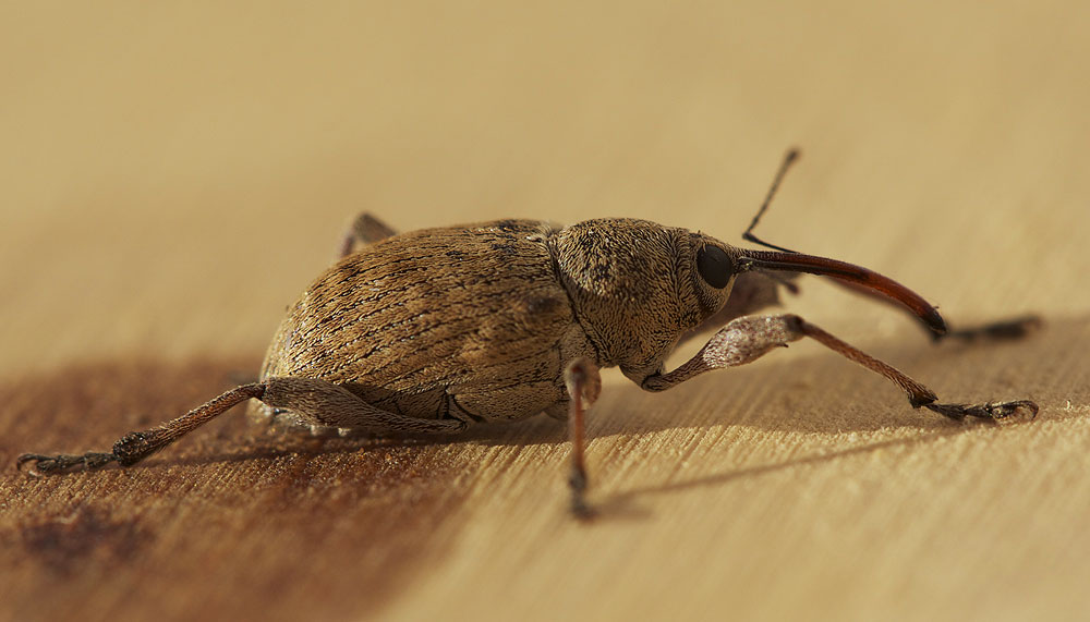 Curculio venosus (Gravenhorst, 1807)