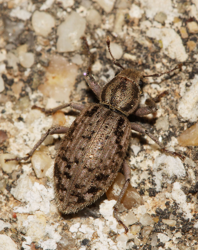  Cycloderes canescens (Rossi, 1792)