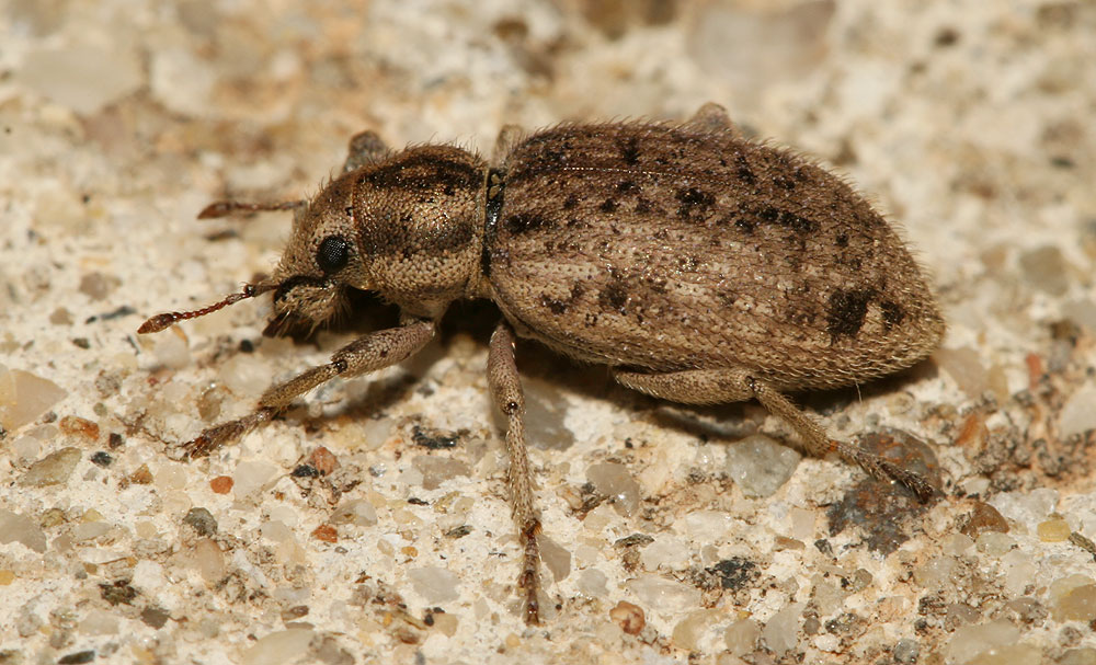 Cycloderes canescens (Rossi, 1792)