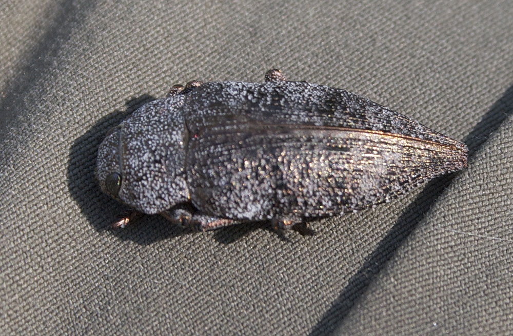 Dicerca aenea (Linnaeus, 1760)