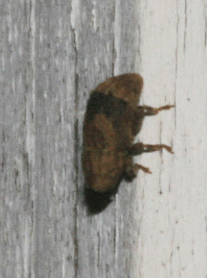 Dichromacalles diocletianus (Germar, 1817)