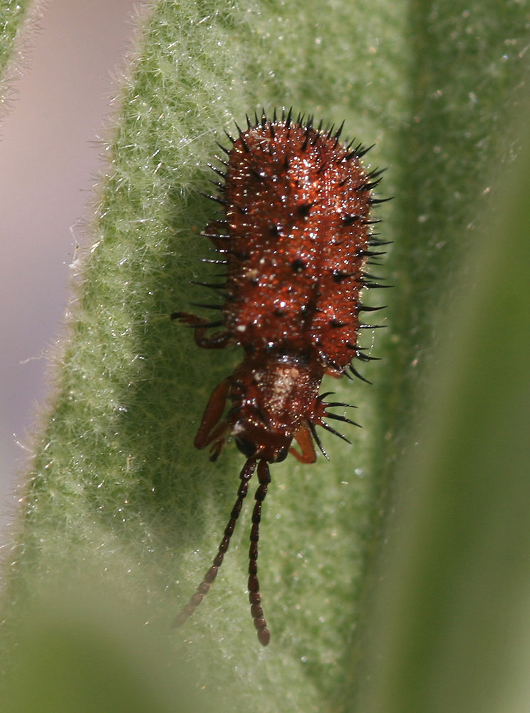  Dicladispa testacea (Linnaeus, 1767)