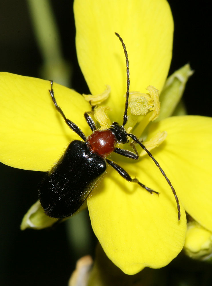  Dinoptera collaris (Linnaeus, 1758)