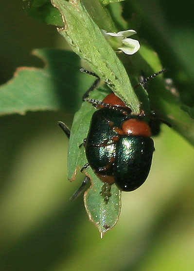 Gastrophyse de la Renouée Gastrophysa polygoni (Linnaeus, 1758)