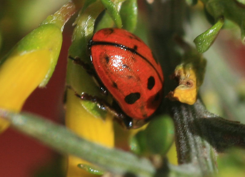  Gonioctena variabilis (Olivier, 1790)