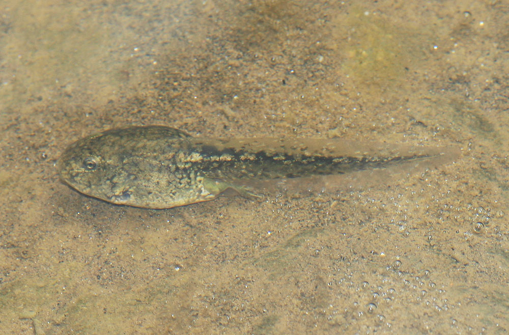 Pélodyte ponctué Pelodytes punctatus (Daudin, 1803)
