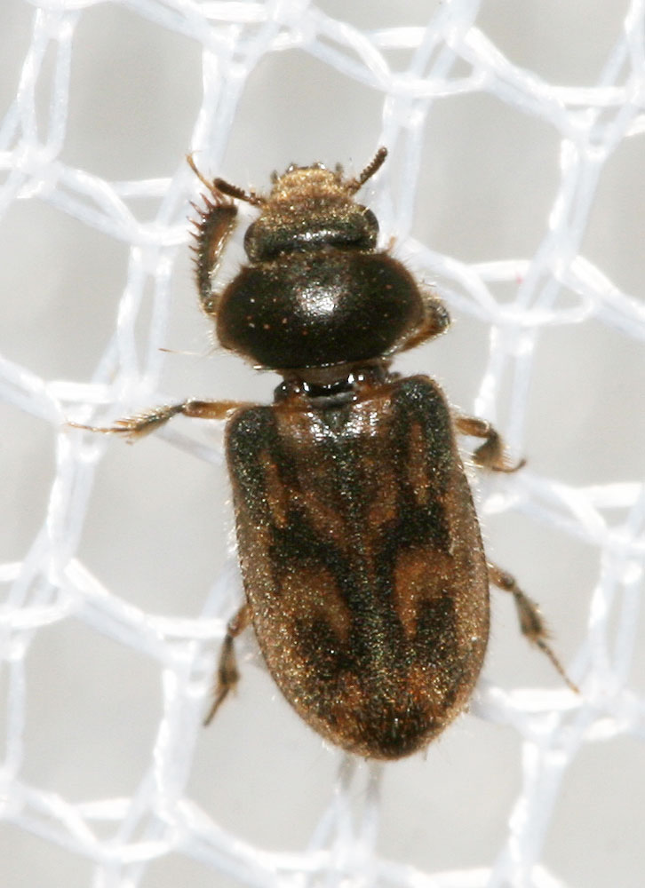 Heterocerus fenestratus (Thunberg, 1784)