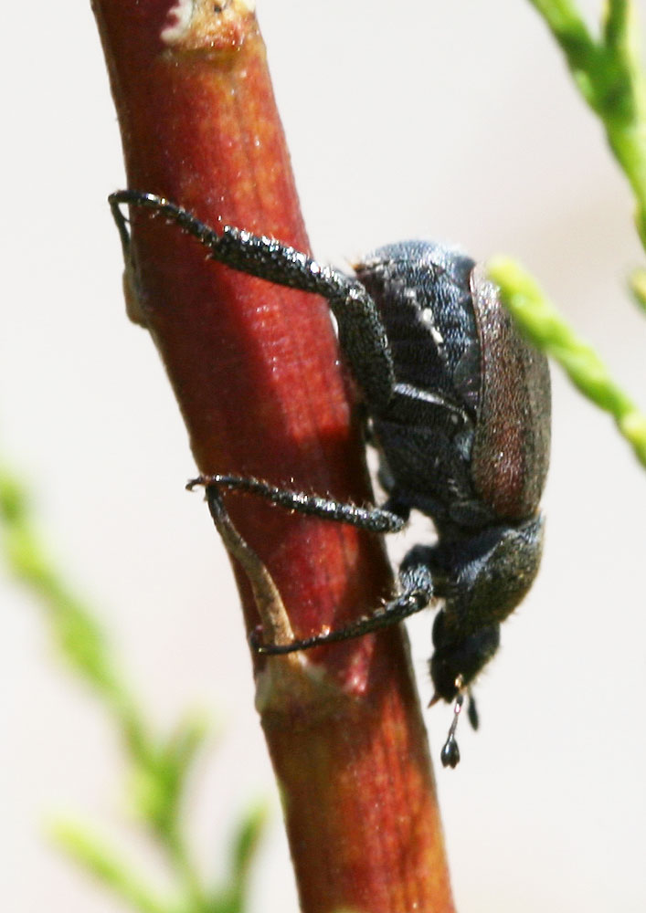 Hoplia philanthus (Fuessly, 1775)