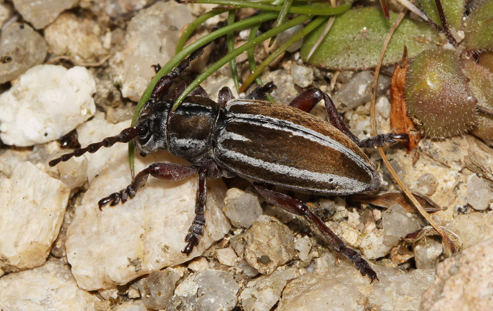 Iberodorcadion molitor (Fabricius, 1775)