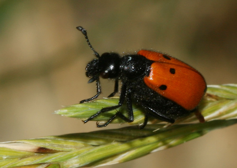 Mylabre à quatre points Mylabris quadripunctata (Linnaeus, 1767)