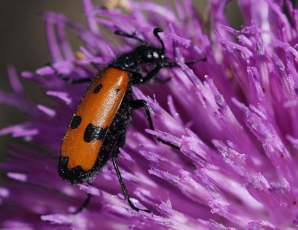 Mylabre à quatre points Mylabris quadripunctata (Linnaeus, 1767)