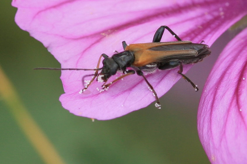 Oedemera simplex (Linnaeus, 1767)