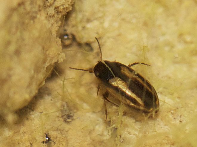  Graptodytes bilineatus (Sturm, 1835)