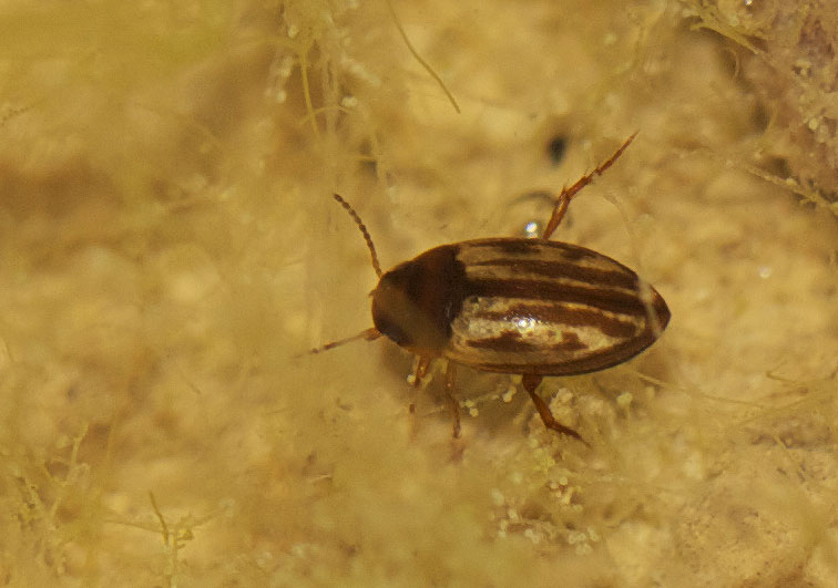 Graptodytes flavipes (Olivier, 1795)