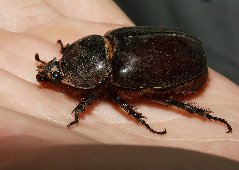 Scarabée rhinocéros européen, Rhinocéros Oryctes nasicornis (Linnaeus, 1758)