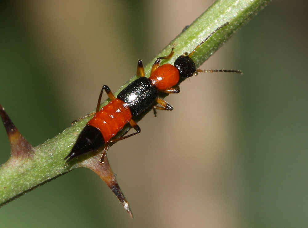  Paederus littoralis Gravenhorst, 1802