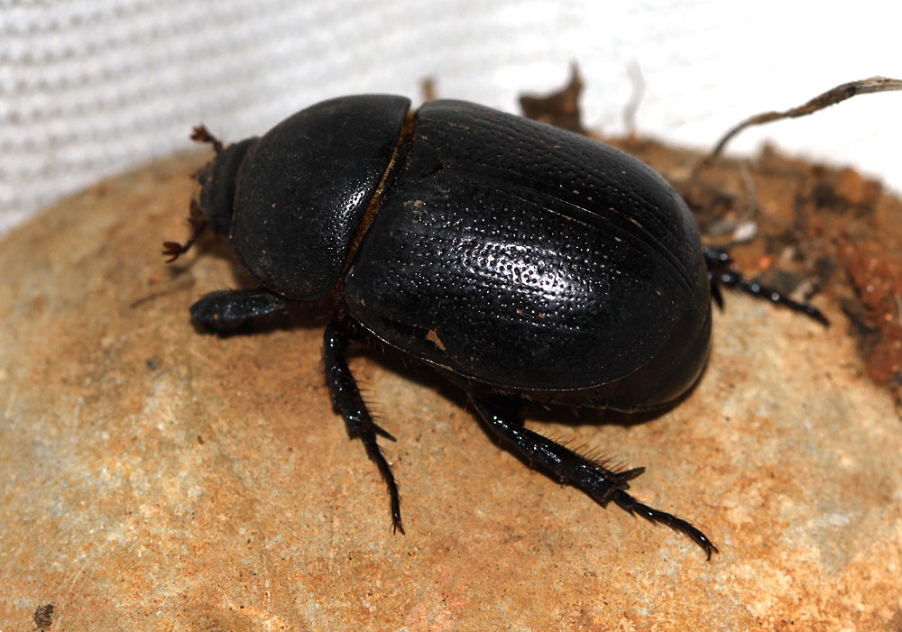  Pentodon bidens (Pallas, 1771)