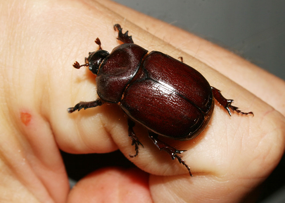 Phyllognathus excavatus (Forster, 1771)