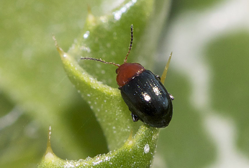 Altise des mauves Podagrica fuscipes (Fabricius, 1775)