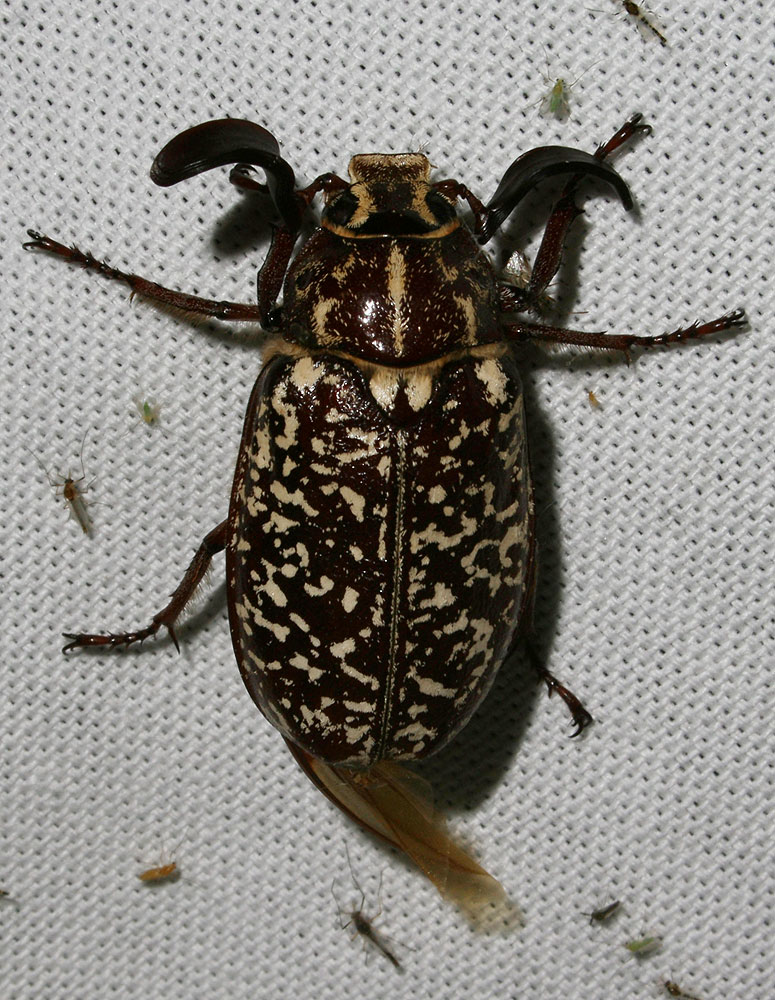 Hanneton foulon, Hanneton des pins Polyphylla fullo (Linnaeus, 1758)