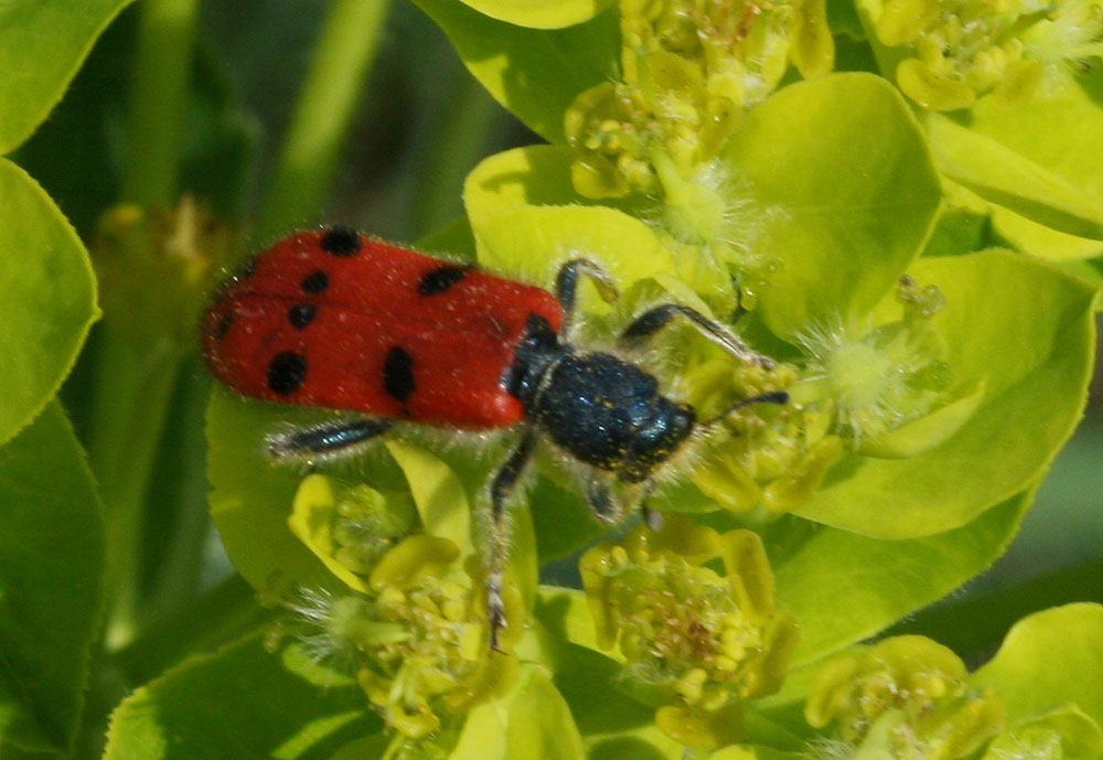 Clairon à huit points Trichodes octopunctatus (Fabricius, 1787)