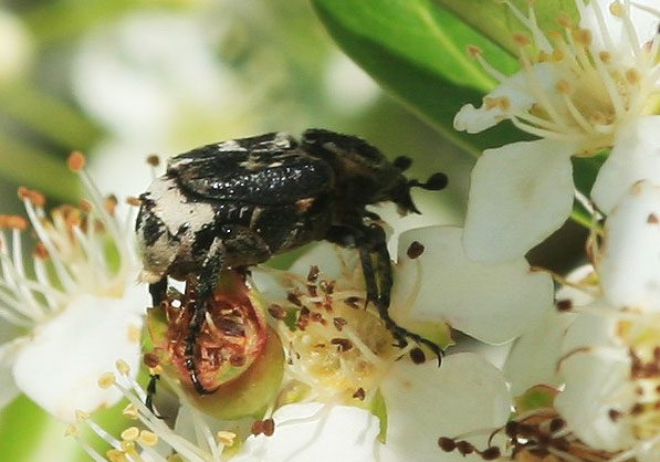 Cétoine punaise Valgus hemipterus (Linnaeus, 1758)