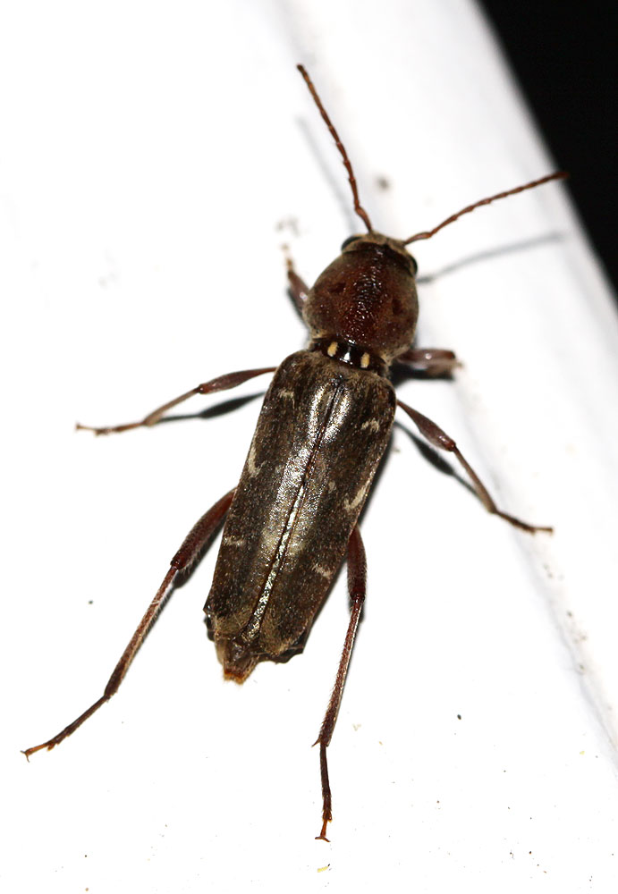 Xylotrechus stebbingi Gahan, 1906