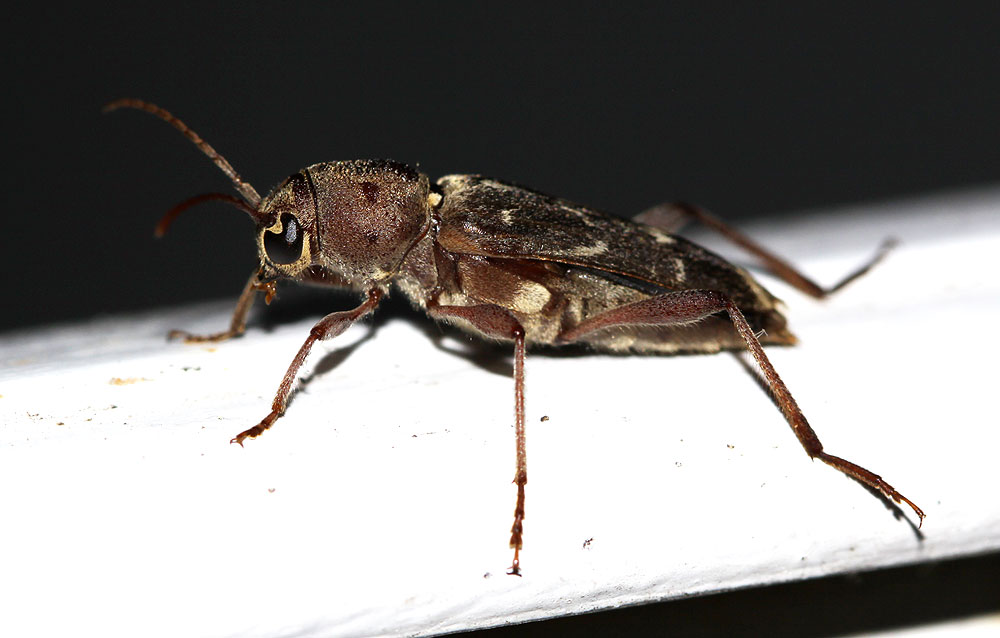 Xylotrechus stebbingi Gahan, 1906