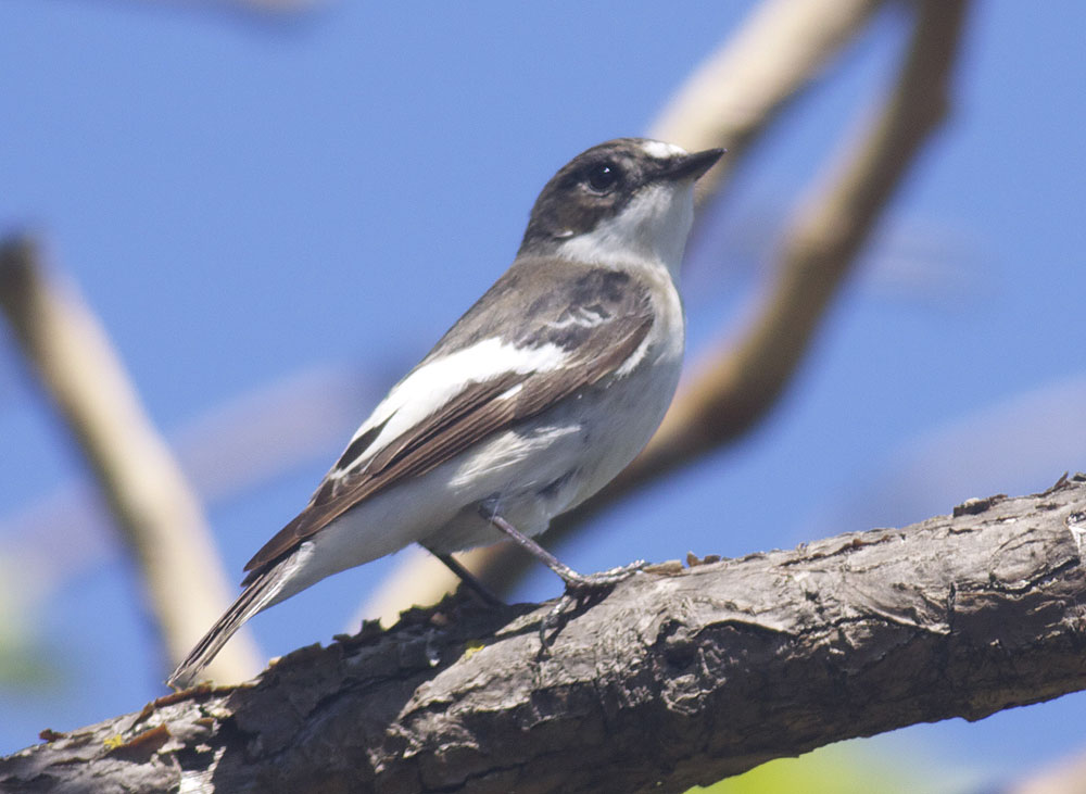 Gobemouche noir Ficedula hypoleuca (Pallas, 1764)