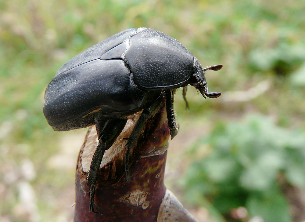 Cétoine mate (la) Potosia opaca (Fabricius, 1787)