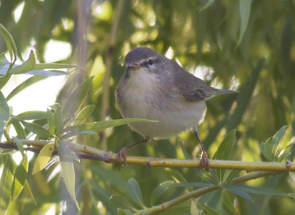 Pouillot fitis Phylloscopus trochilus (Linnaeus, 1758)