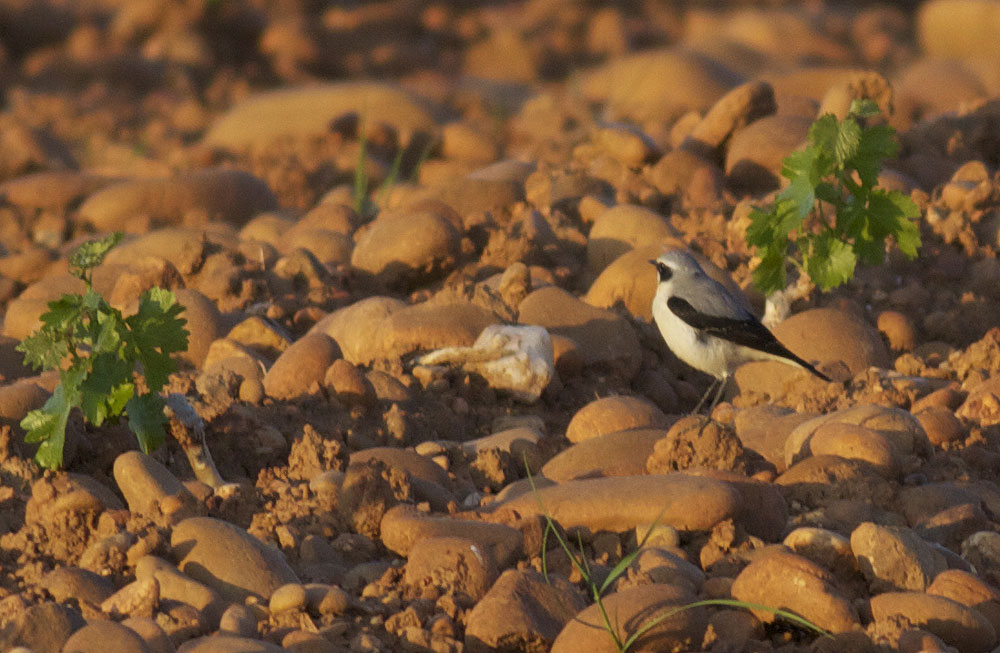 Traquet motteux Oenanthe oenanthe (Linnaeus, 1758)