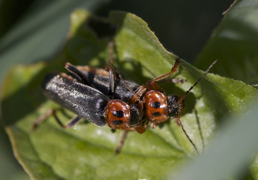 Cantharis annularis Ménétriés, 1836