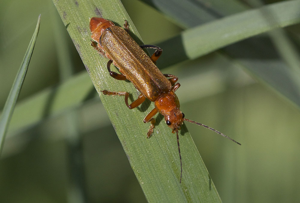 Cantharis livida Linnaeus, 1758